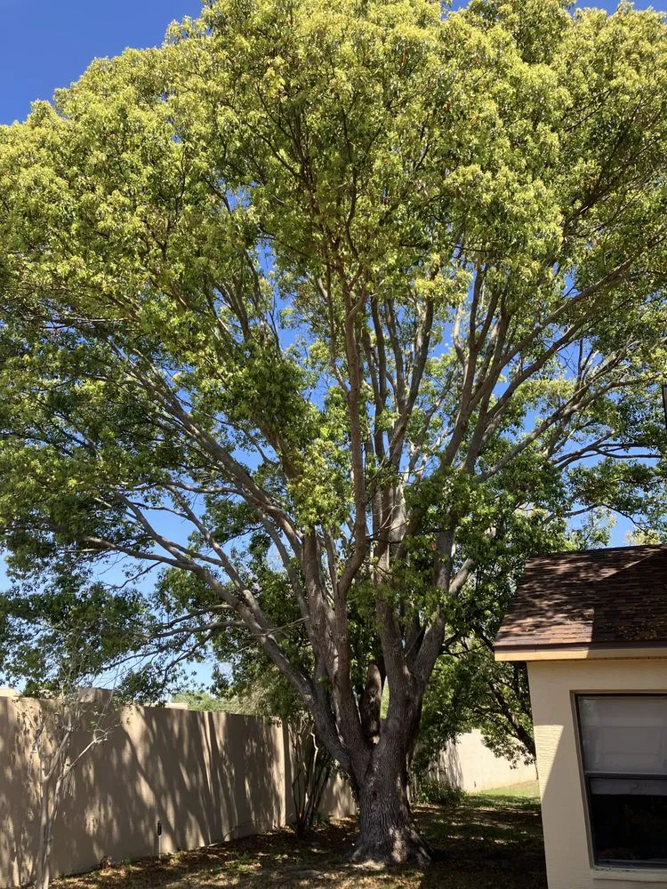 Local outdoor landscaping experts serving Hudson, FL - JM Trees and Hauling