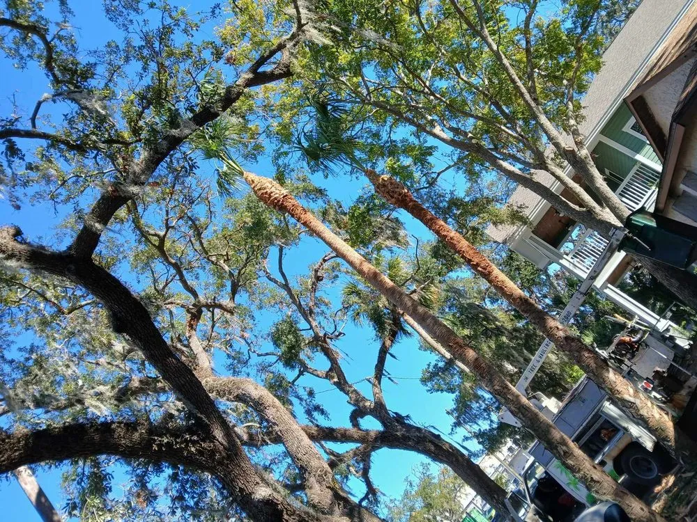 Expert yard cleanup service for year-round maintenance in Hudson, FL by JM Trees and Hauling