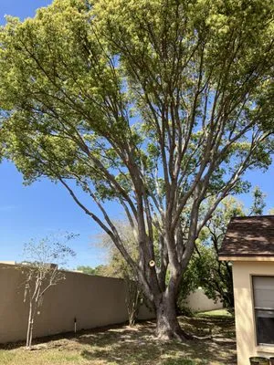 JM Trees and Hauling