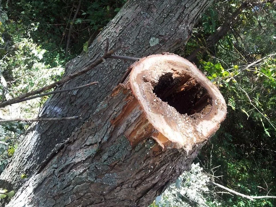 Top-rated lawn care service in Commerce Township, MI - JMAC Lawn and Tree Service