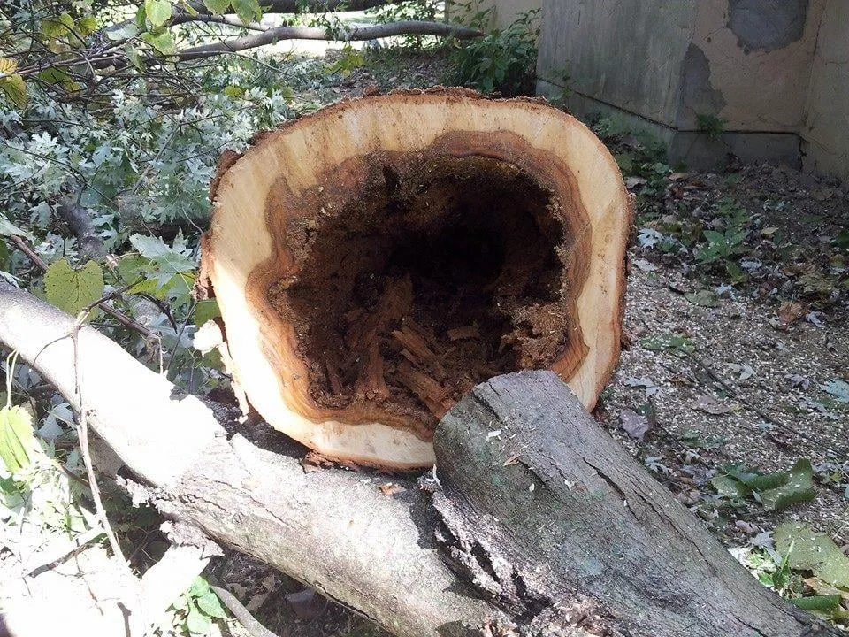 Affordable lawn mowing service for beautiful yards in Commerce Township, MI by JMAC Lawn and Tree Service