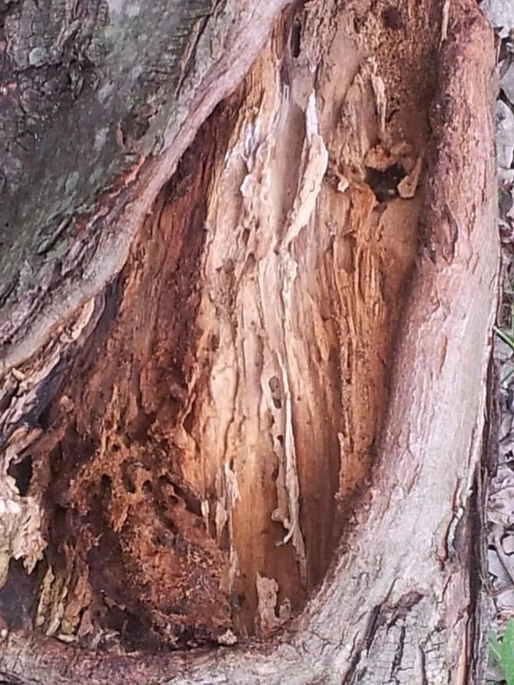 Custom yard maintenance in Commerce Township, MI - JMAC Lawn and Tree Service