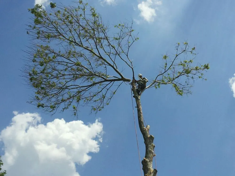 Local landscape installation for outdoor upgrades across Commerce Township, MI - JMAC Lawn and Tree Service
