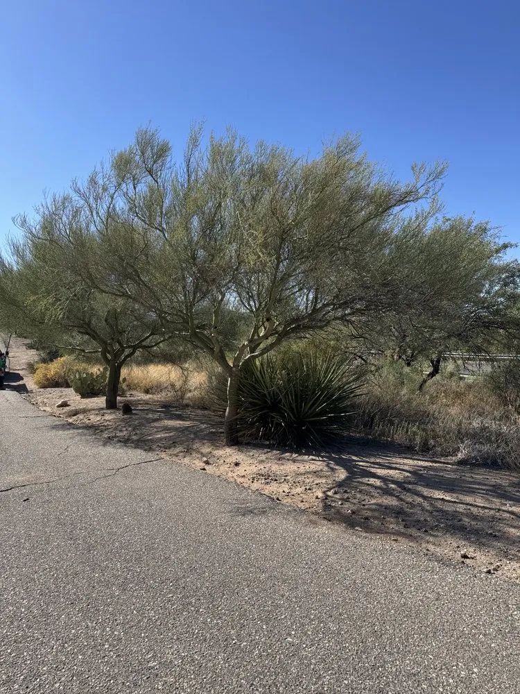 Reliable lawn care service in Vail, AZ - JMB Contracting Tucson