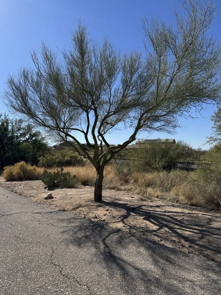 Expert landscape design in Vail, AZ by JMB Contracting Tucson