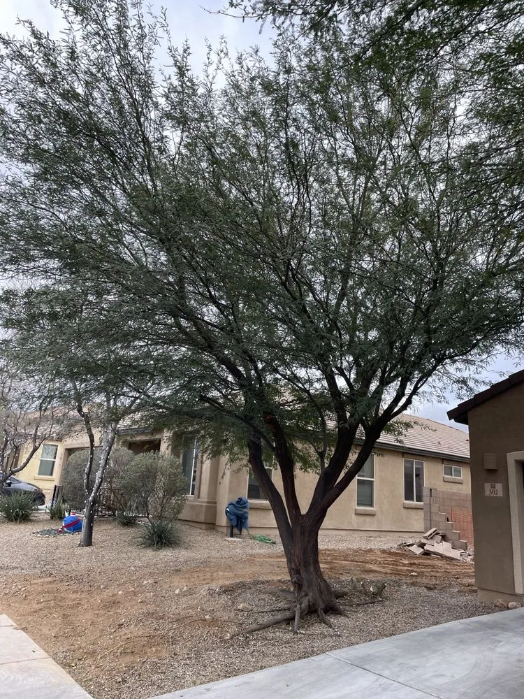 Expert landscaping services in Vail, AZ - JMB Contracting Tucson