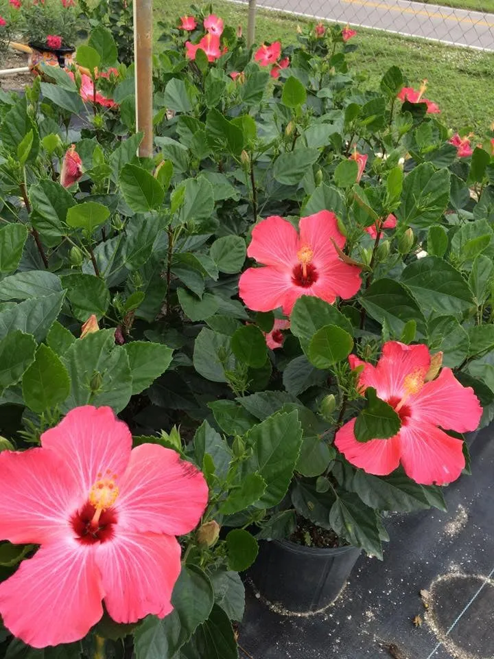 Custom yard maintenance for beautiful yards in Saint James City, FL by JMC Landscaping & Nursery