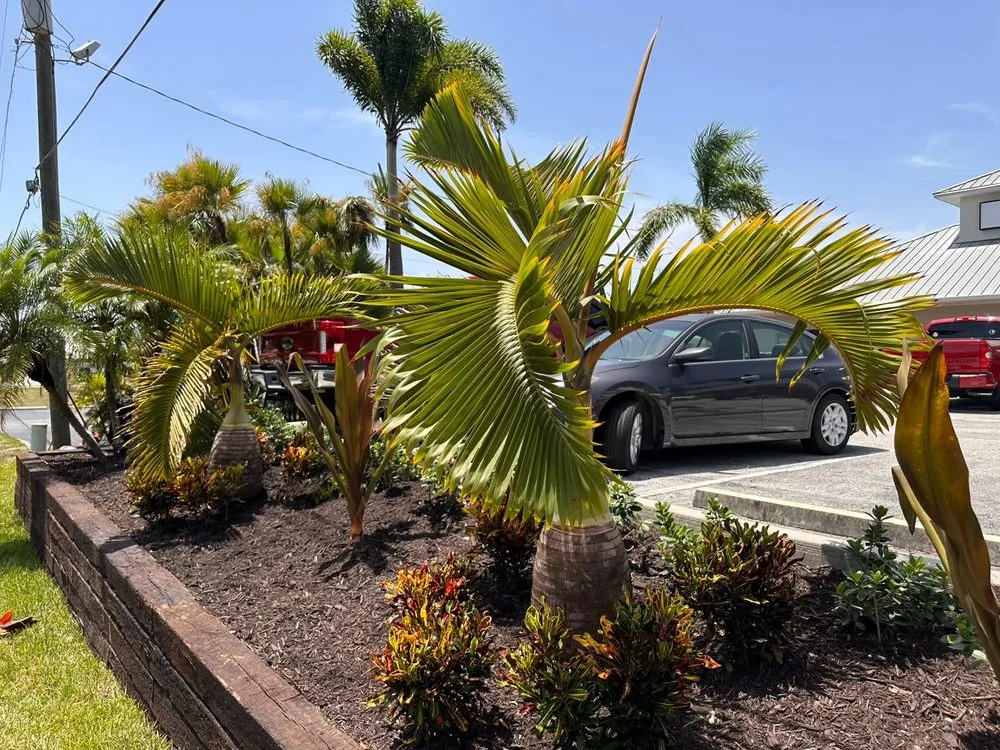 Reliable lawn care service in Saint James City, FL by JMC Landscaping & Nursery