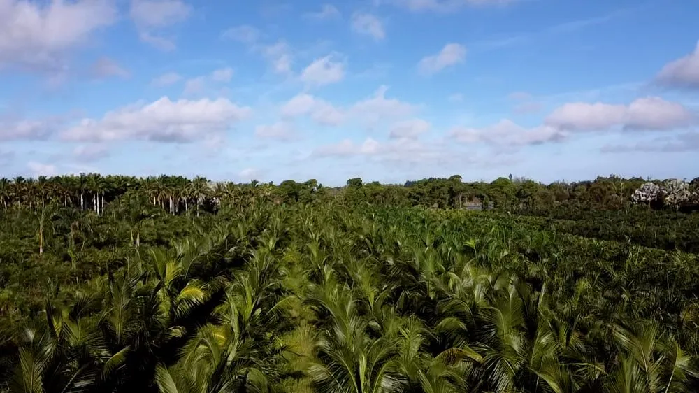 Affordable yard cleanup service in Saint James City, FL by JMC Landscaping & Nursery