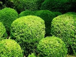 Affordable landscaping services in Athens, GA - JMC Lawn Maintenance