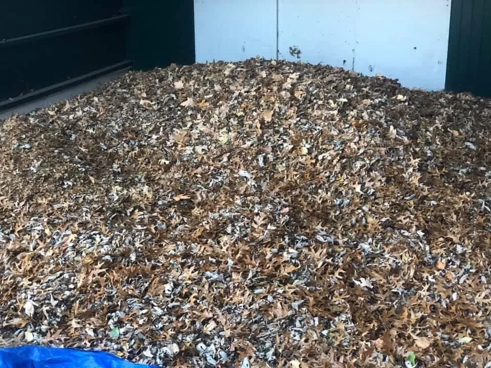 Expert yard cleanup service experts serving Saint Louis, MO - JMendez