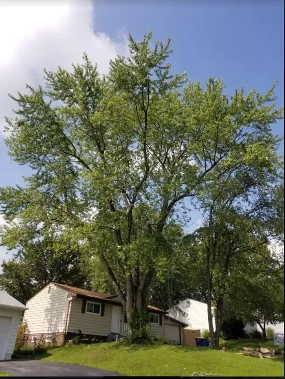 Reliable landscaping services for residential properties across Saint Louis, MO - JMendez