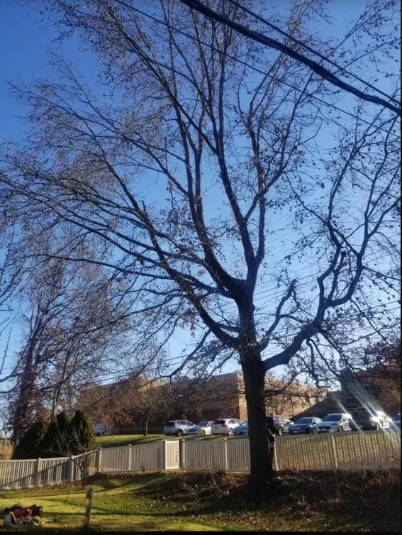 Trusted lawn mowing service for beautiful yards across Saint Louis, MO - JMendez