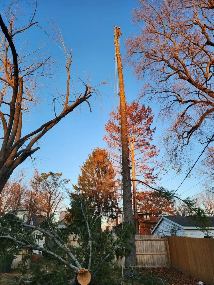 Trusted yard maintenance experts serving Saint Louis, MO - JMendez