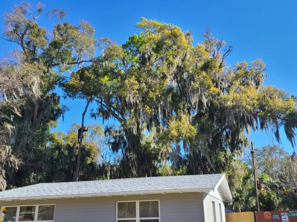 Trusted landscaping services for year-round maintenance in Bunnell, FL by JMH Land Management