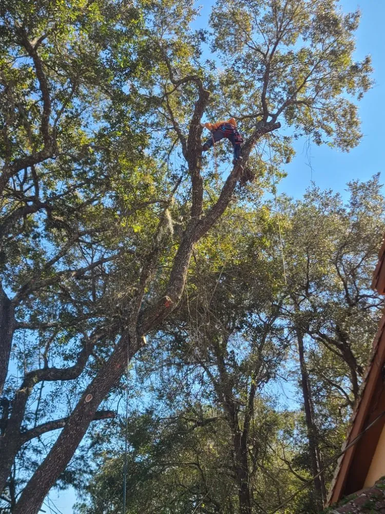 Affordable landscape design in Bunnell, FL by JMH Land Management