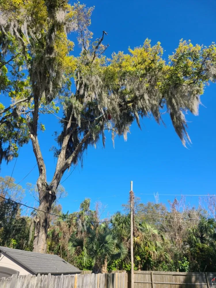 Custom residential landscaping near you across Bunnell, FL - JMH Land Management