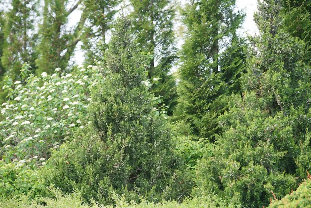 Affordable outdoor landscaping for outdoor upgrades in Newbury, MA by JMJ gardens