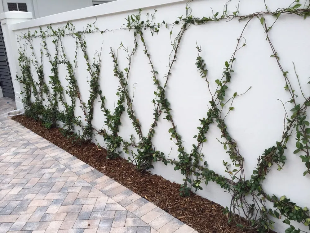 Affordable lawn care service for year-round maintenance across Jupiter, FL - JMJ Landscape