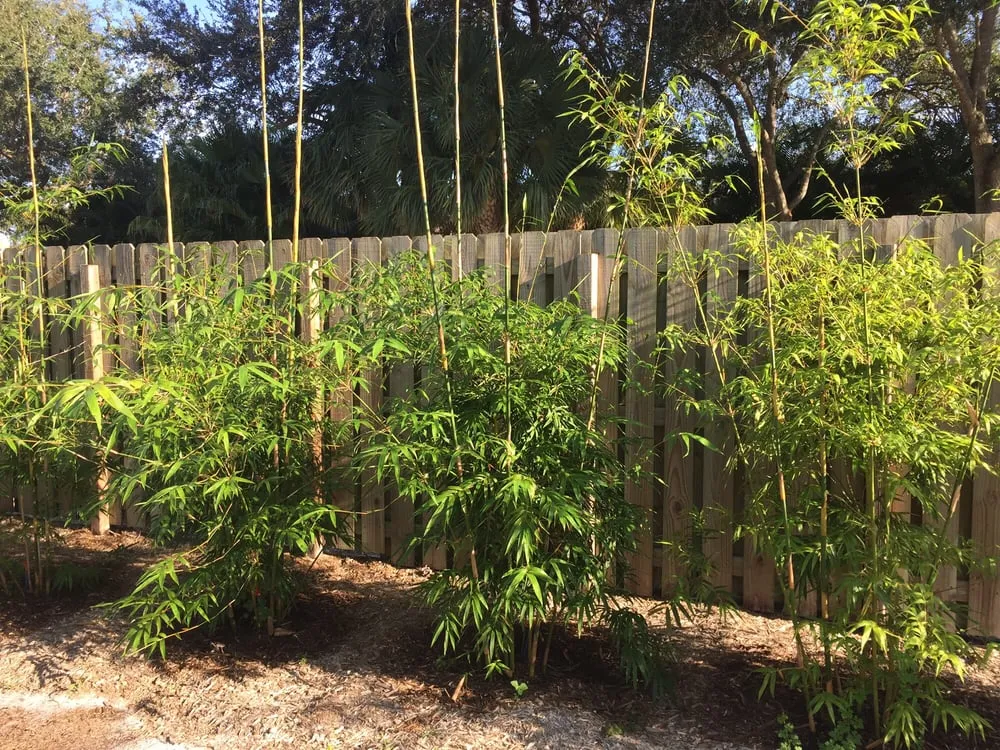 Top-rated landscape installation for homes in Jupiter, FL by JMJ Landscape