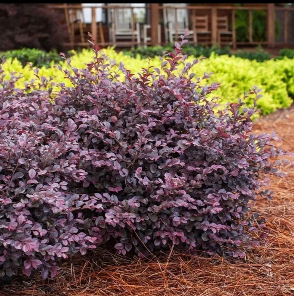 Expert outdoor landscaping experts serving Fayetteville, NC - JMJ Lawn Care and More