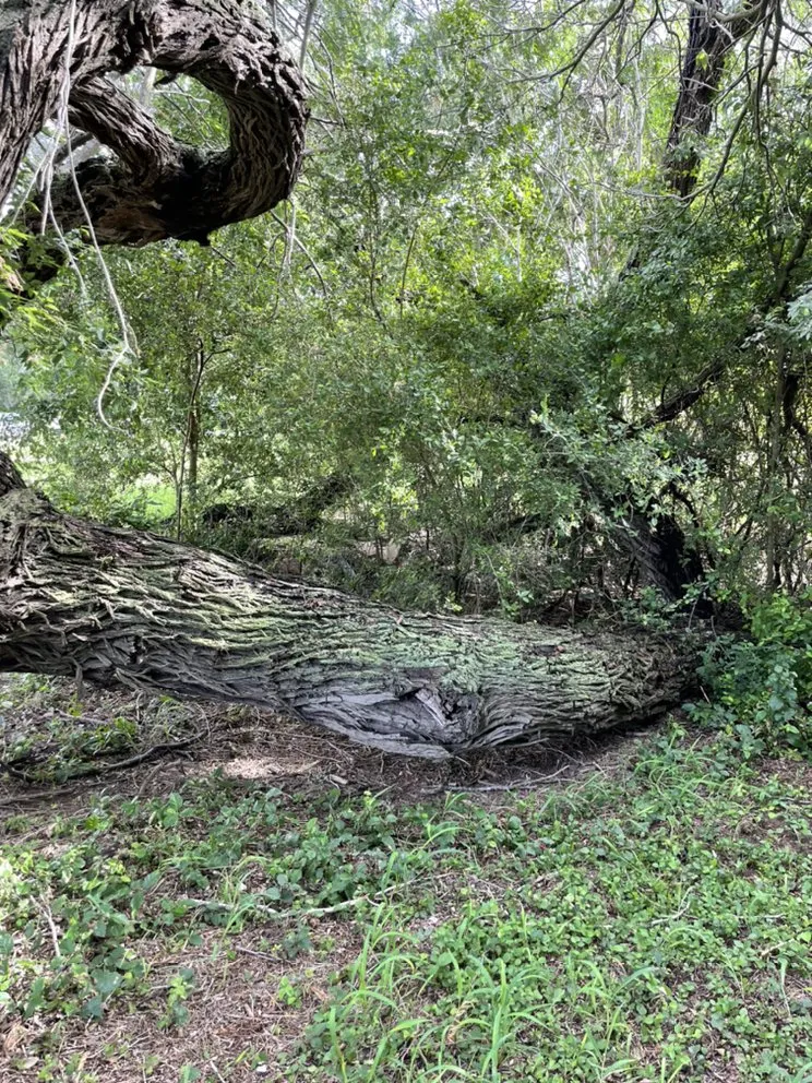 Trusted landscaping services for residential properties in San Benito, TX by JMJ Superior Services