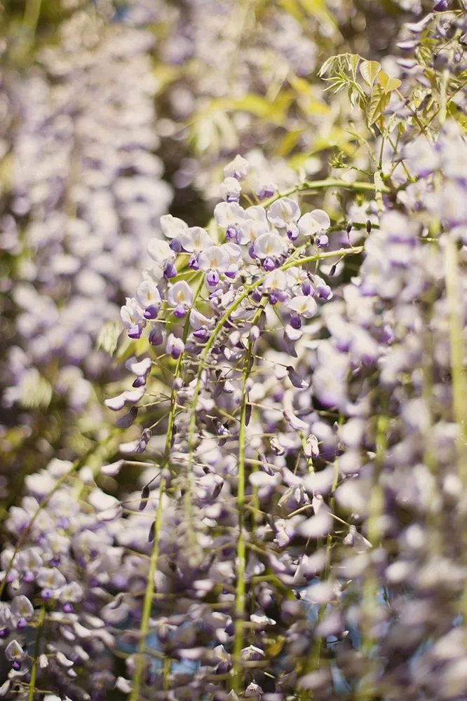 Reliable yard cleanup service in San Francisco, CA - JML Landscapes