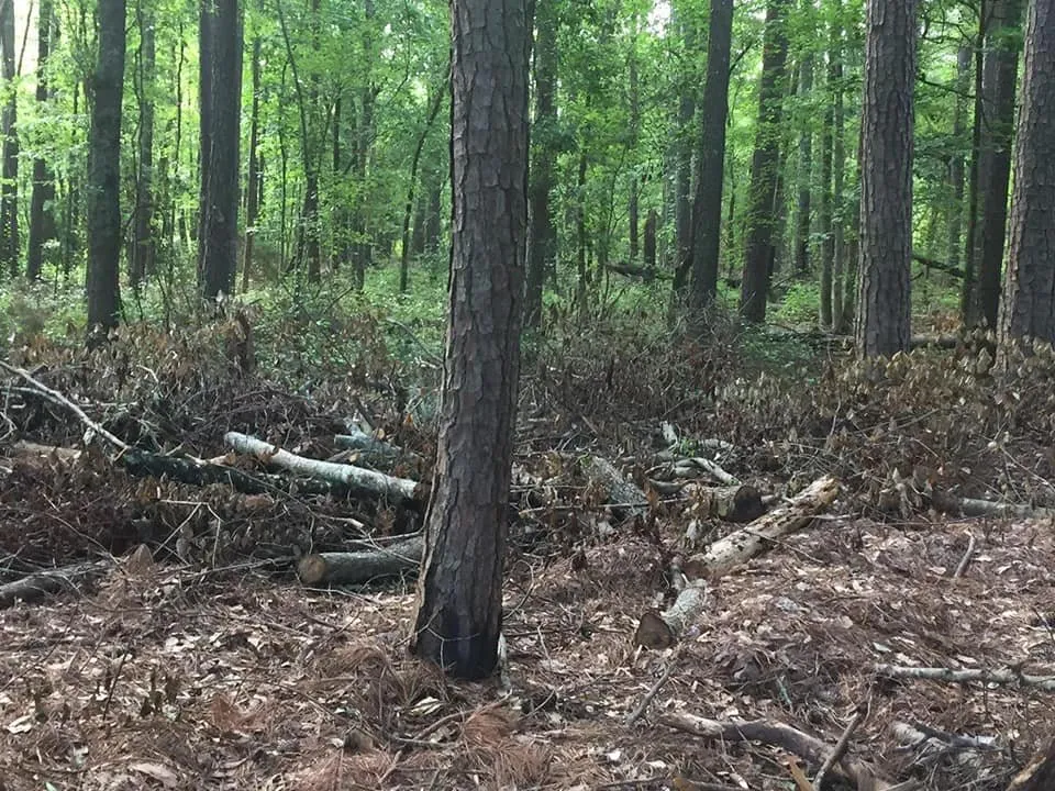 Trusted garden landscaping for beautiful yards in Carrollton, GA by JML Lawn and More