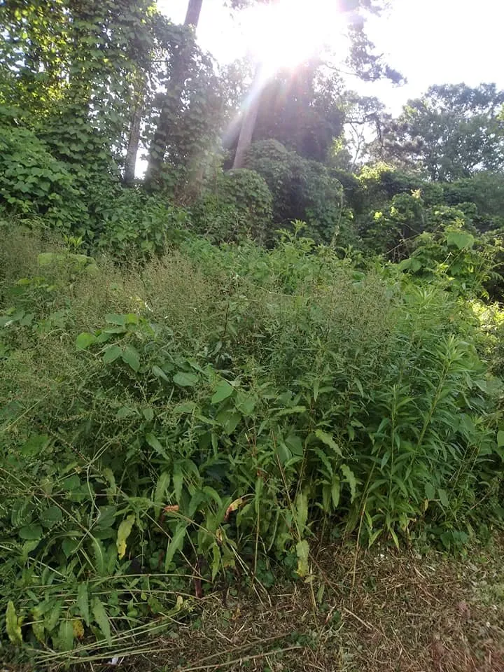 Reliable outdoor landscaping for year-round maintenance in Carrollton, GA by JML Lawn and More