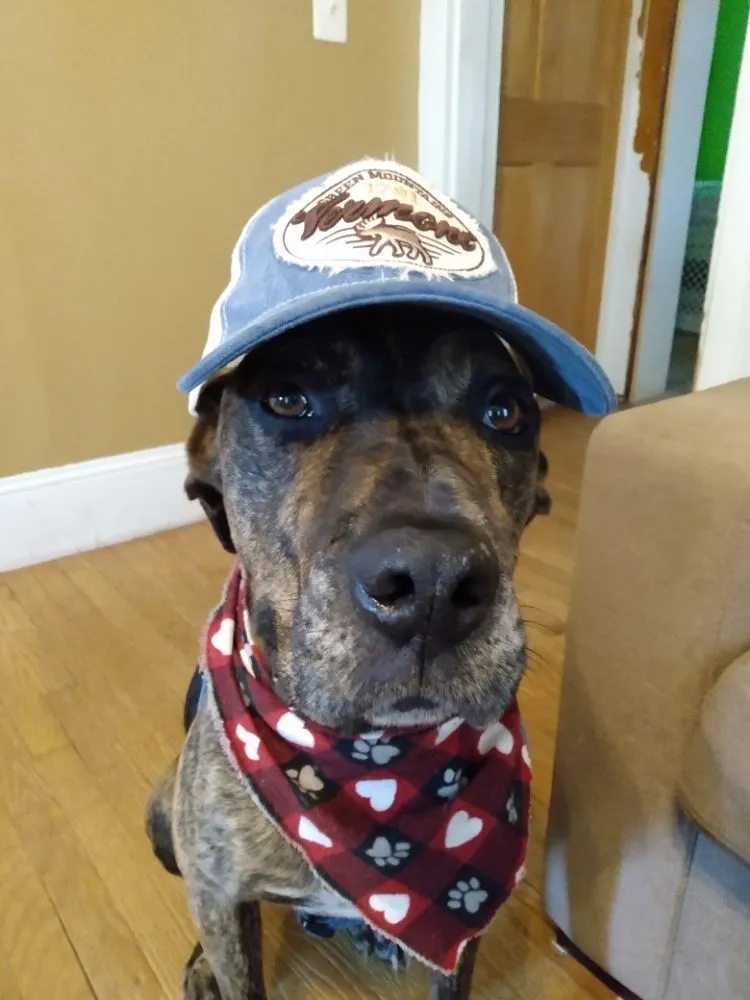 Expert yard maintenance for year-round maintenance across Danbury, CT - J.M.M. Landscaping & Design