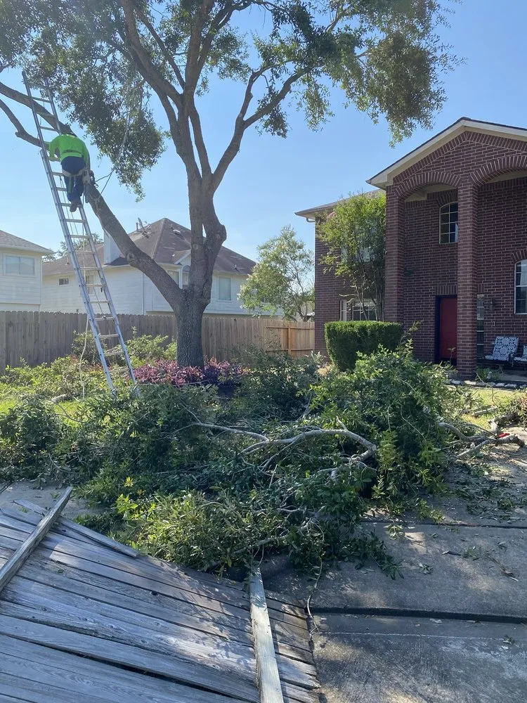 Top-rated yard cleanup service for year-round maintenance across Houston, TX - JMP Landscape