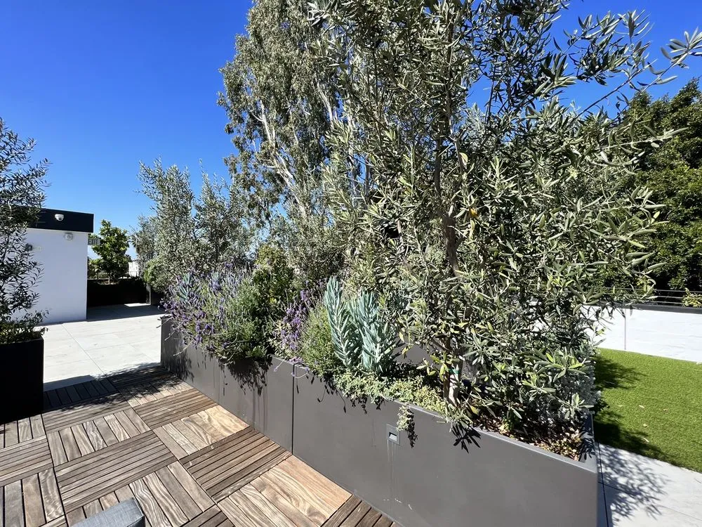 Affordable yard cleanup service for beautiful yards in Beverly Hills, CA by JMS Design Associates