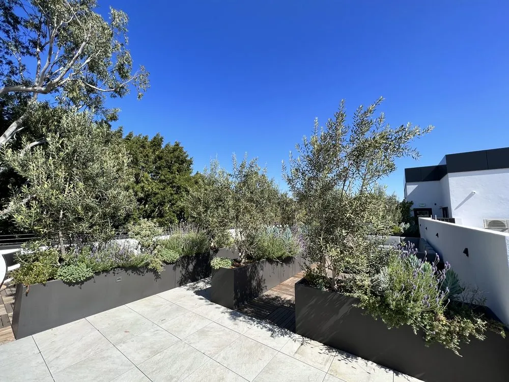 Custom yard cleanup service in Beverly Hills, CA by JMS Design Associates