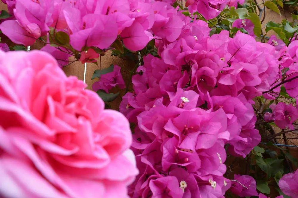 Top-rated outdoor landscaping for residential properties in Beverly Hills, CA by JMS Design Associates