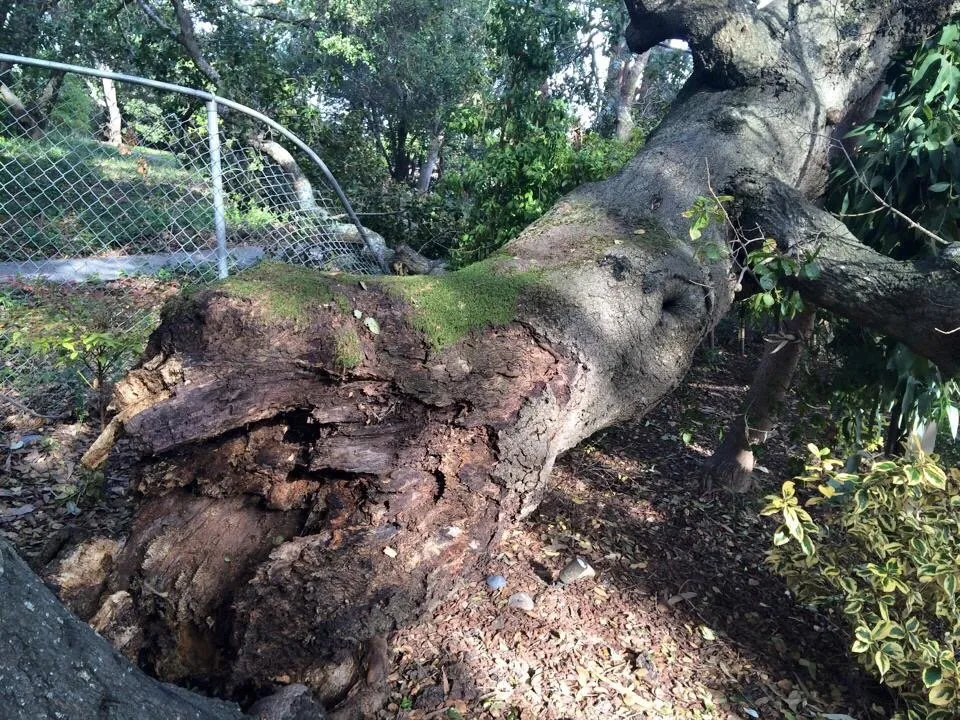 Local yard cleanup service for beautiful yards across Menlo Park, CA - JMS Green Works