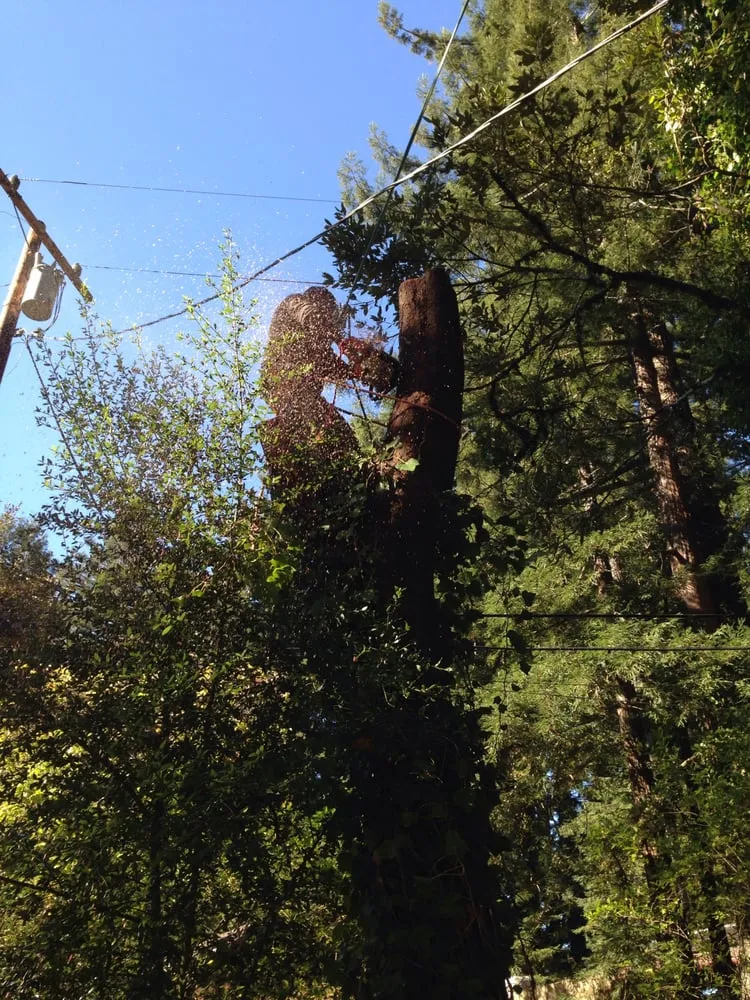 Top-rated yard cleanup service in Menlo Park, CA - JMS Green Works