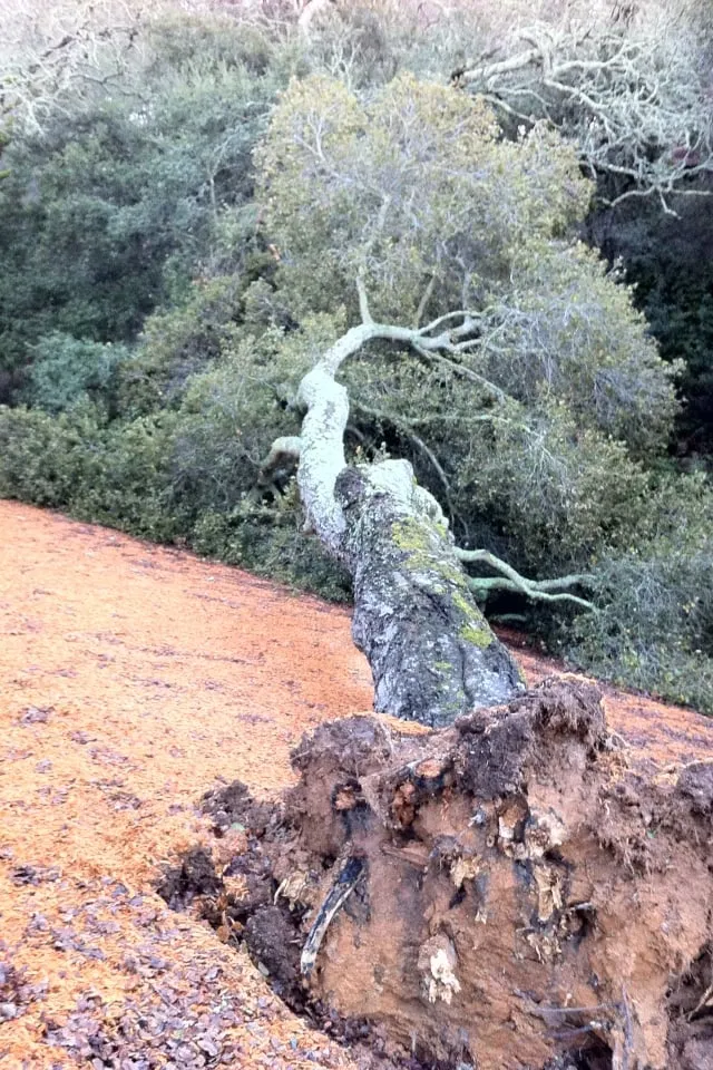 Reliable landscape design for beautiful yards in Menlo Park, CA by JMS Green Works