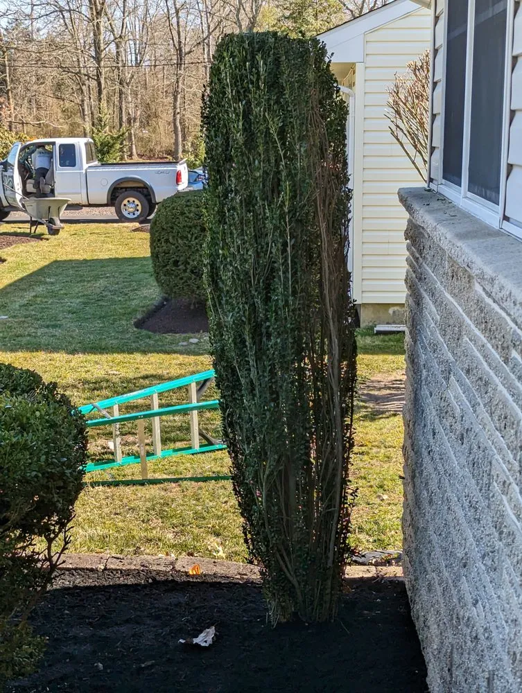 Local lawn mowing service experts serving Menlo Park, CA - JMS Green Works