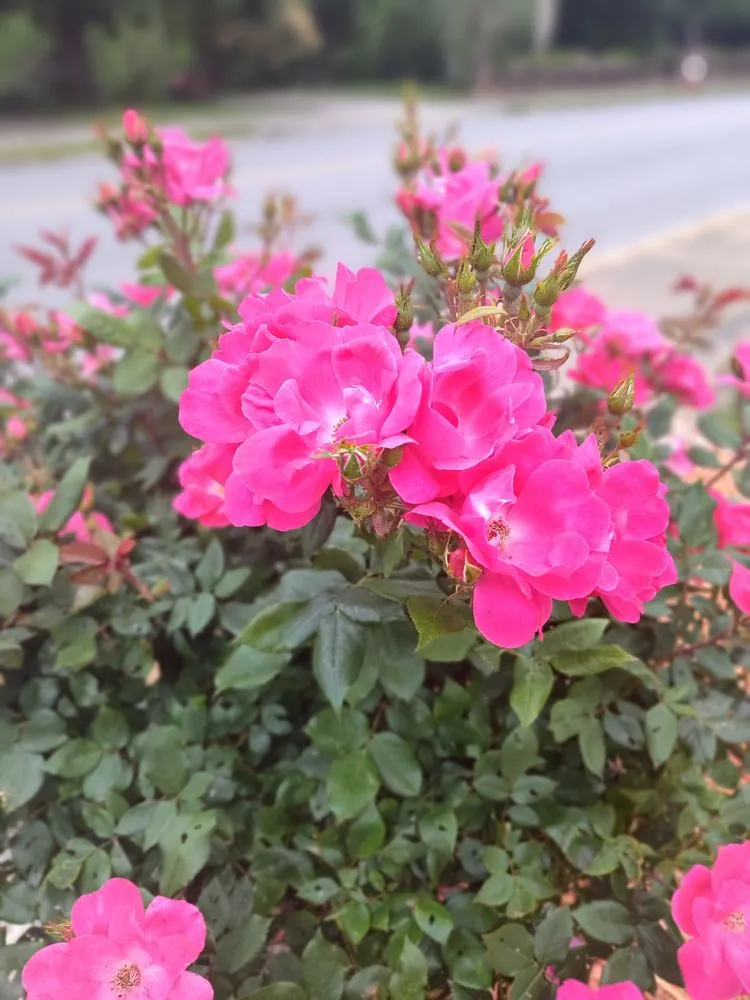 Expert garden landscaping experts serving Lenoir, NC - JM's Lawncare and Handyman Service