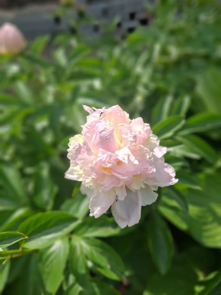 Professional outdoor landscaping for year-round maintenance across Lenoir, NC - JM's Lawncare and Handyman Service