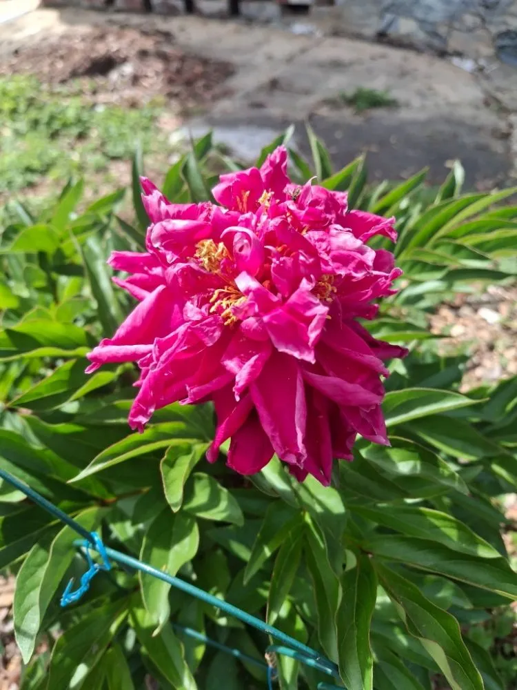 Local landscaping services in Lenoir, NC - JM's Lawncare and Handyman Service