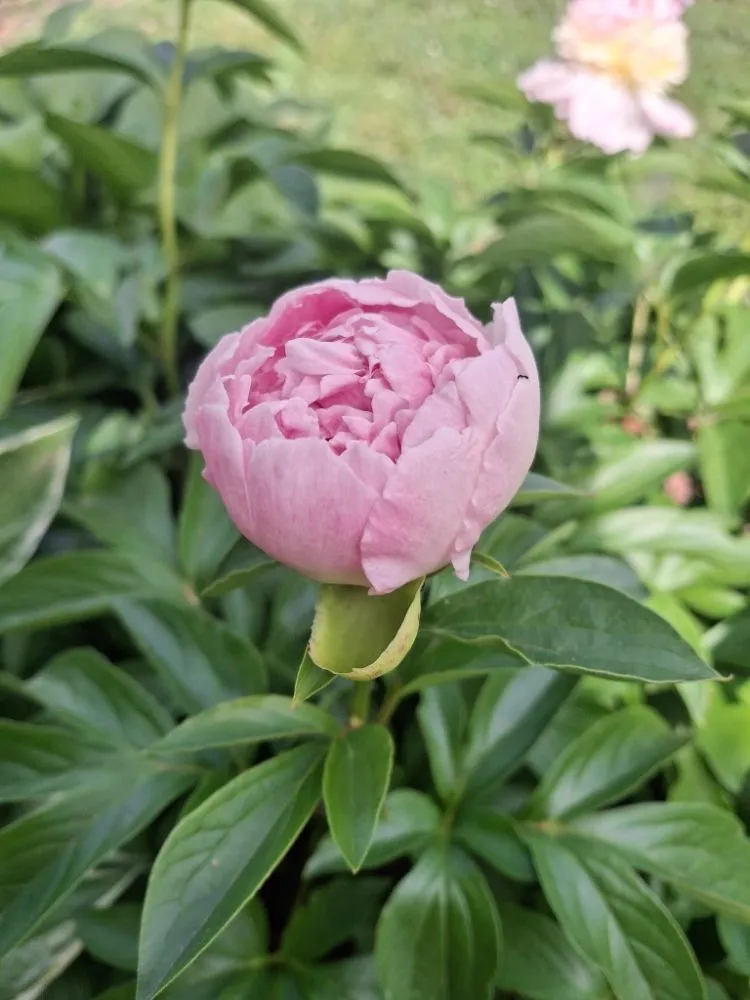 Local yard cleanup service experts serving Lenoir, NC - JM's Lawncare and Handyman Service