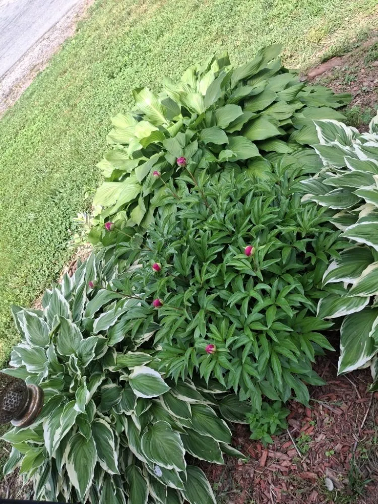 Local landscape installation in Lenoir, NC by JM's Lawncare and Handyman Service