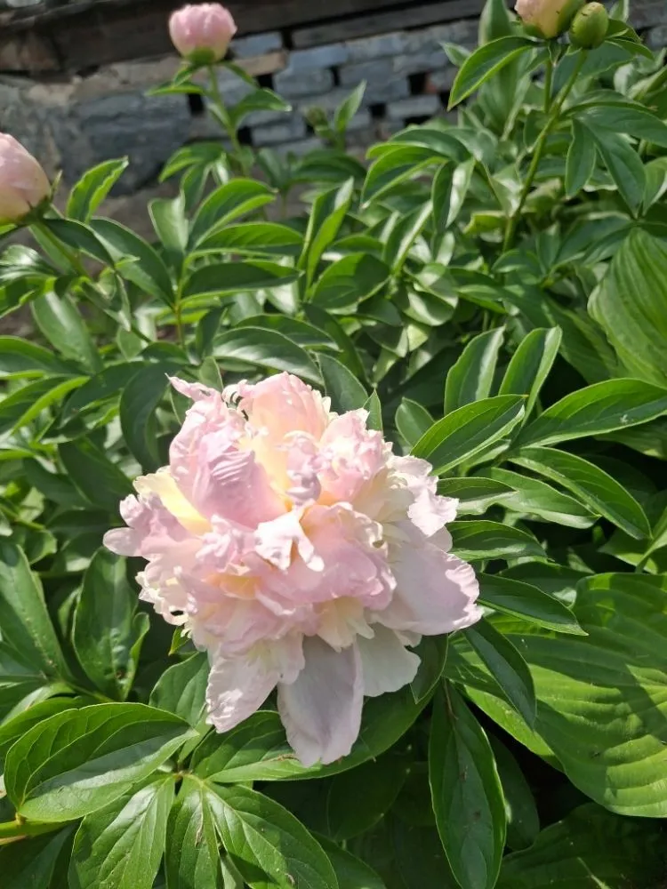 Professional residential landscaping in Lenoir, NC by JM's Lawncare and Handyman Service