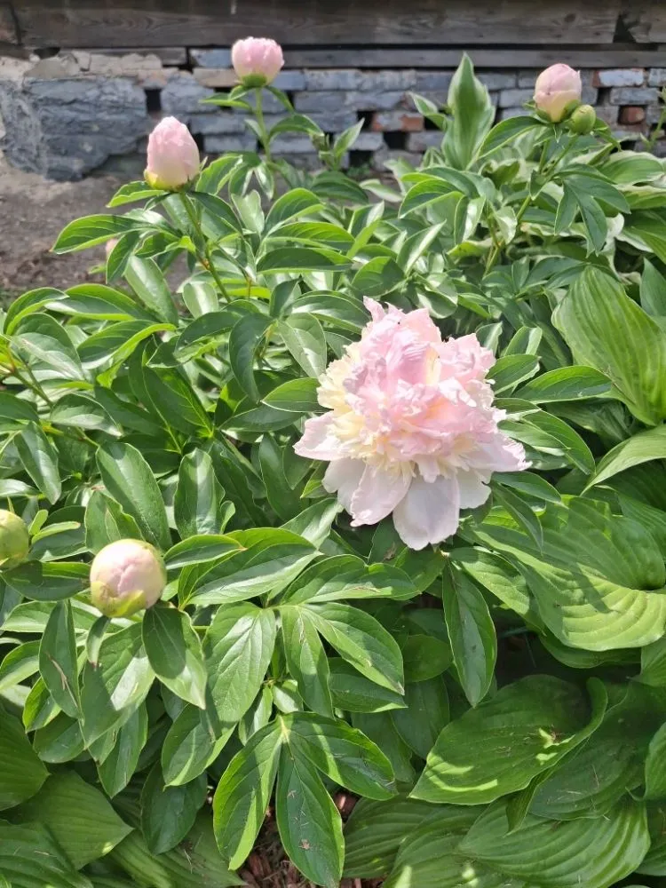 Affordable landscaping services in Lenoir, NC - JM's Lawncare and Handyman Service