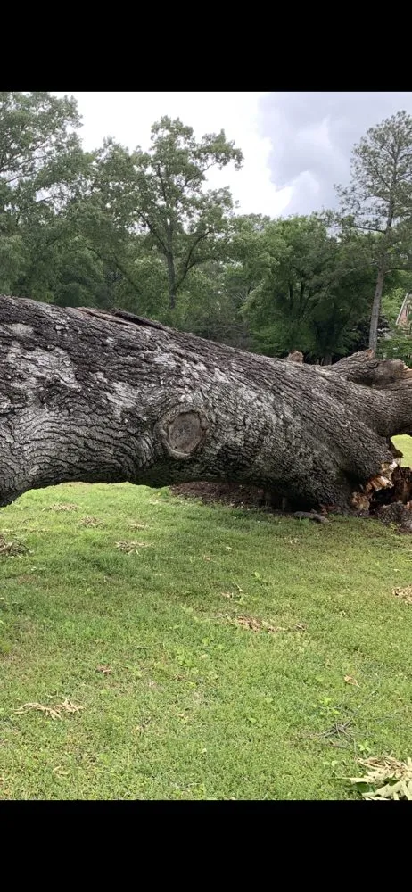 Professional outdoor landscaping for year-round maintenance across Cartersvlle, GA - J.M.S. Tree Removal