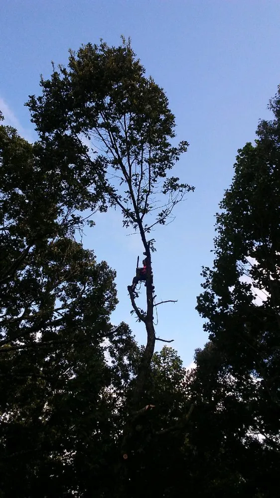 Top-rated landscape installation in Cartersvlle, GA by J.M.S. Tree Removal