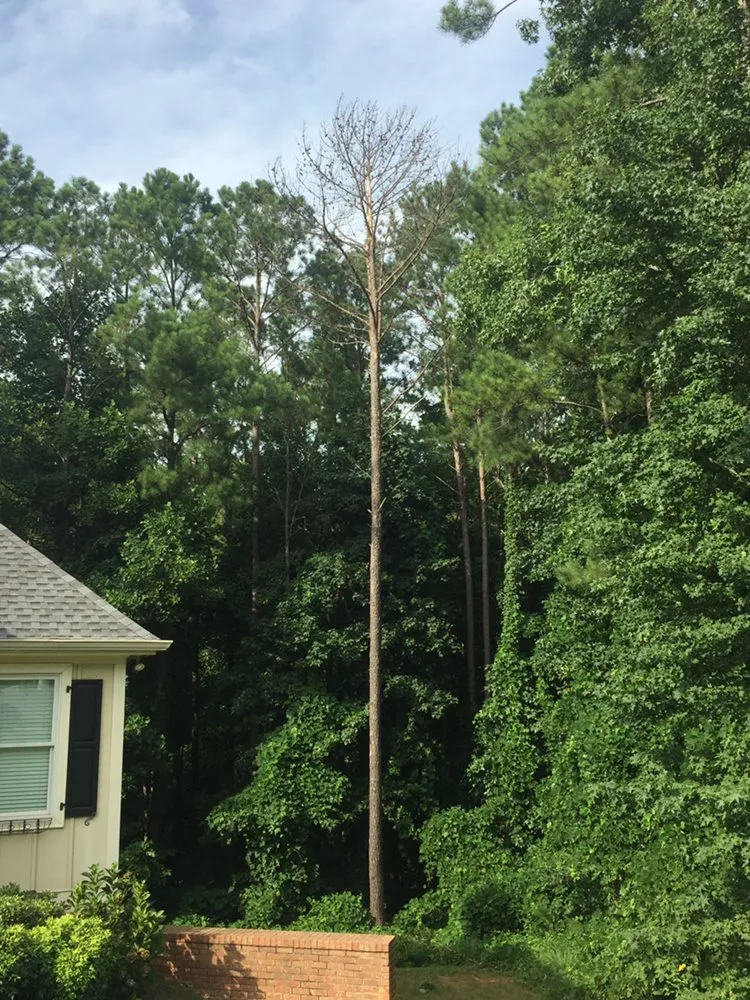 Expert landscape design for homes across Cartersvlle, GA - J.M.S. Tree Removal