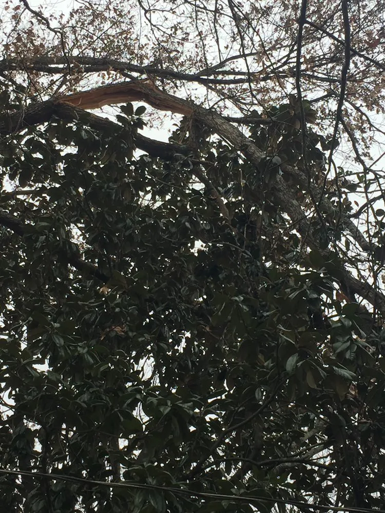 Custom yard cleanup service experts serving Cartersvlle, GA - J.M.S. Tree Removal