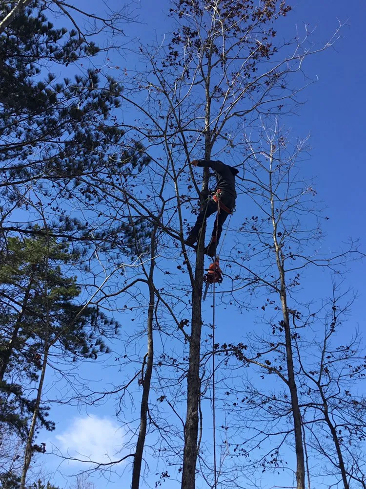 Top-rated landscaping services with custom design across Cartersvlle, GA - J.M.S. Tree Removal